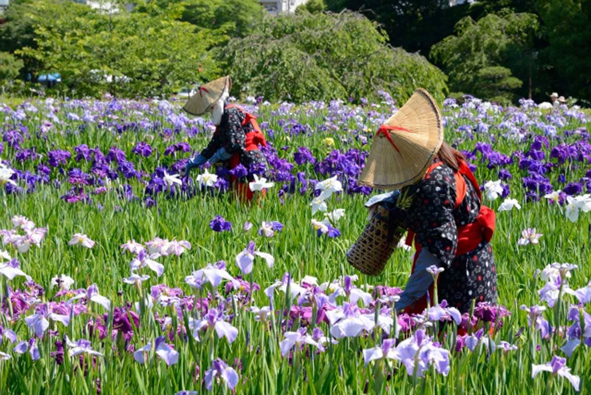 梅雨空にすっきりと映える14万株の花菖蒲「横須賀しょうぶ園（横須賀市）」