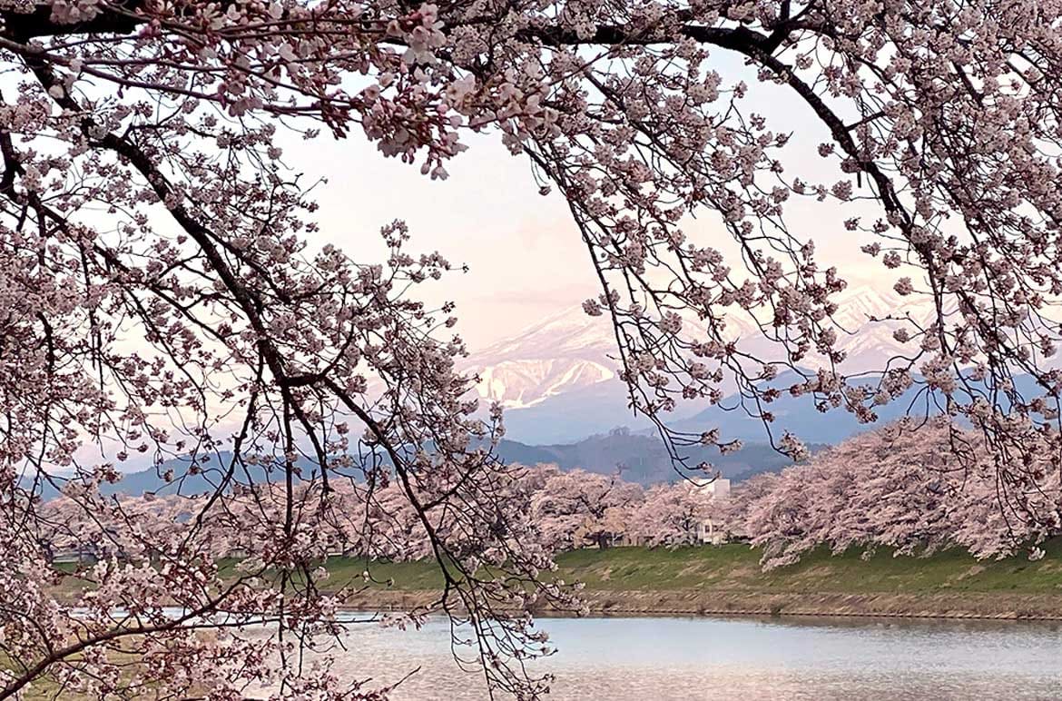 2020年の「桜 ～SAKURA～」を全世界の自粛している方々へ届けたい！