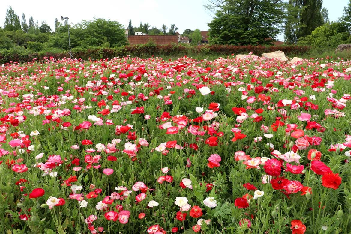 おかやまフォレストパーク ドイツの森、初夏の風に揺れる250万本のポピー畑が見頃