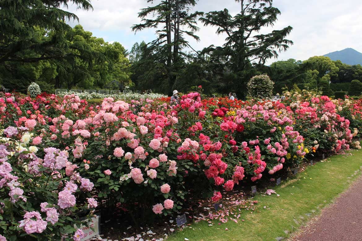 四季折々の植物で心の感度をアップ！京都府立植物園【北大路・北山エリア】