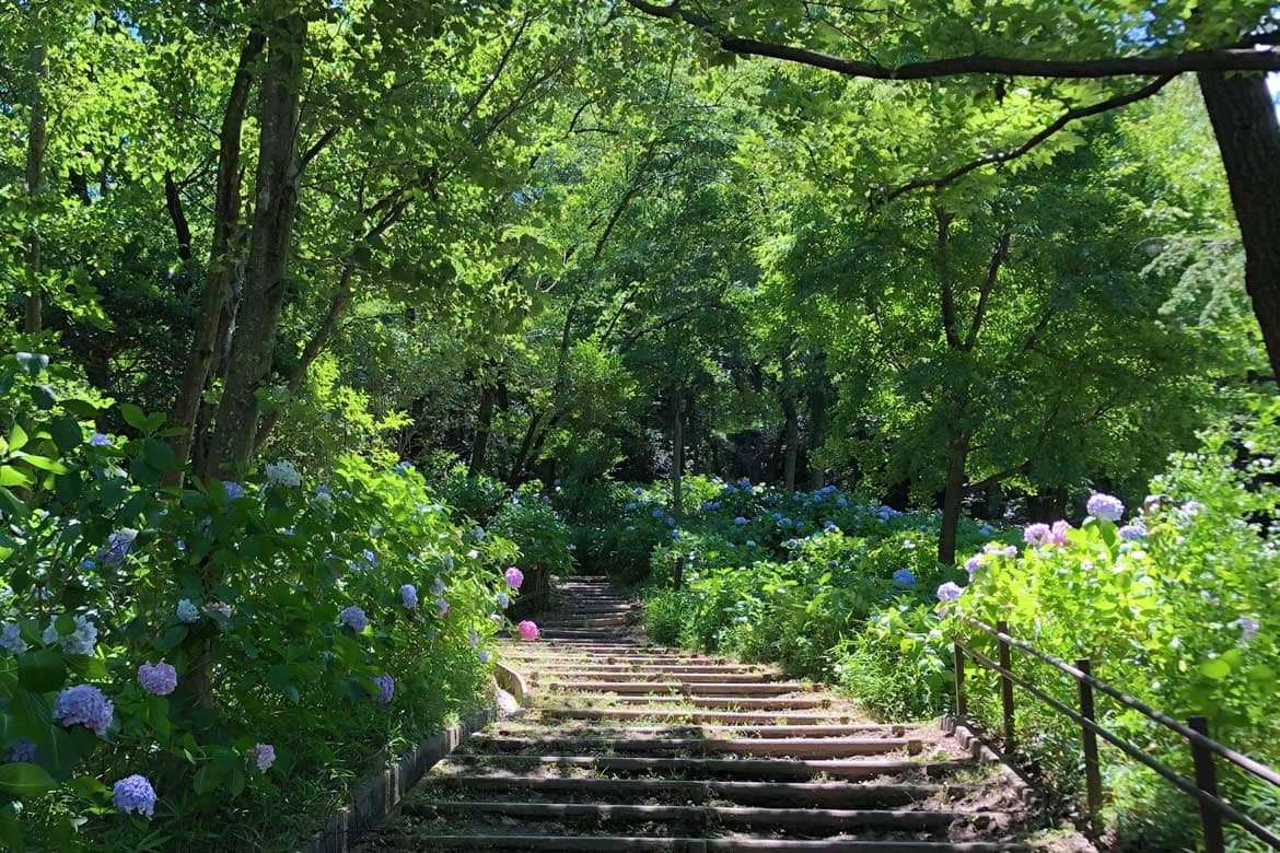 川崎市多摩区、あじさいの名所「生田緑地」に潜むあじさい山は穴場！