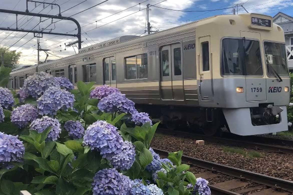 井の頭線線路わきのアジサイが見頃です！