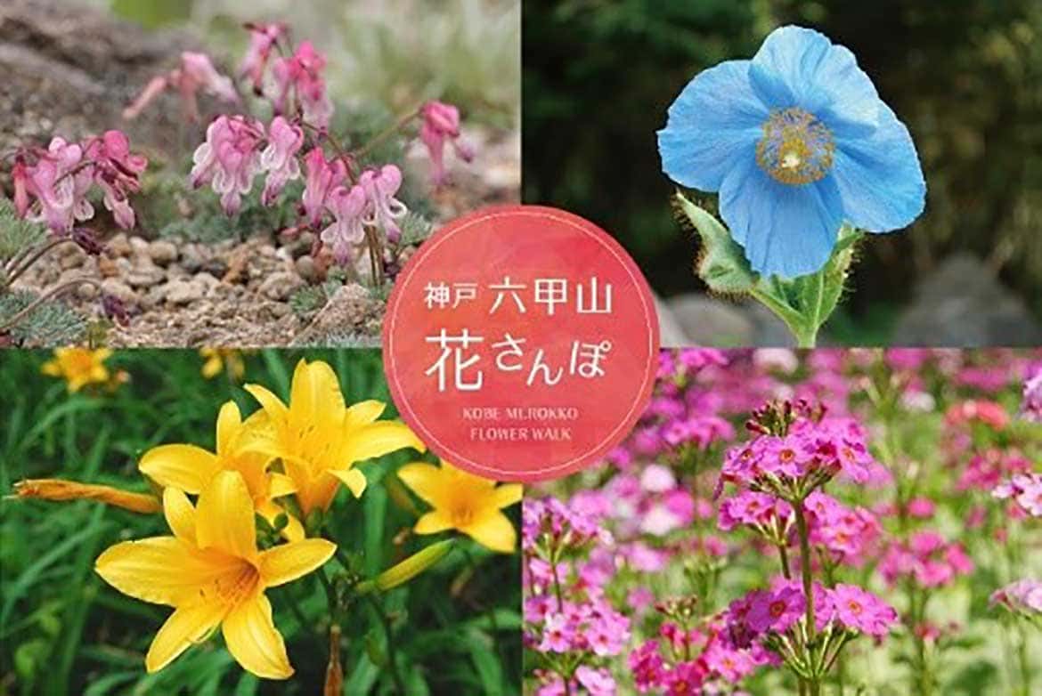 今だから見られる六甲山の花々！「神戸 六甲山花さんぽ」開催中