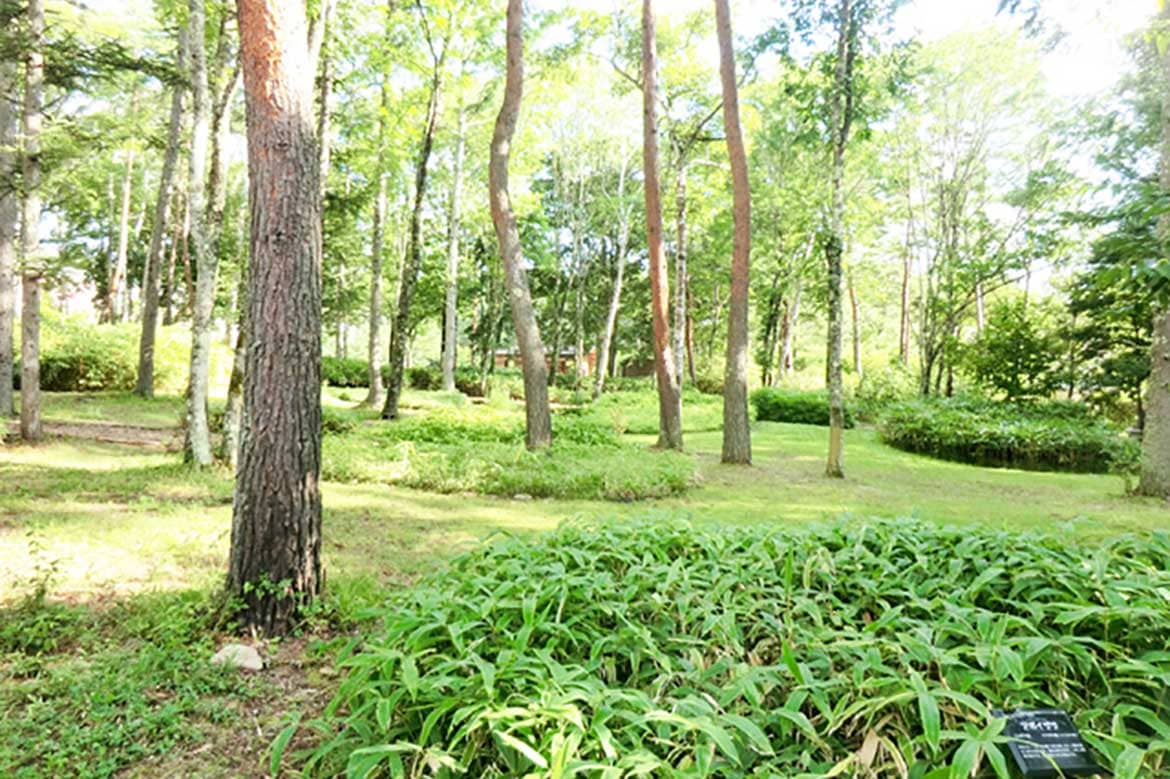 長野県茅野市、6千坪の数寄屋庭園と120種以上のコレクションを誇る笹植物園「笹離宮」を無料開放
