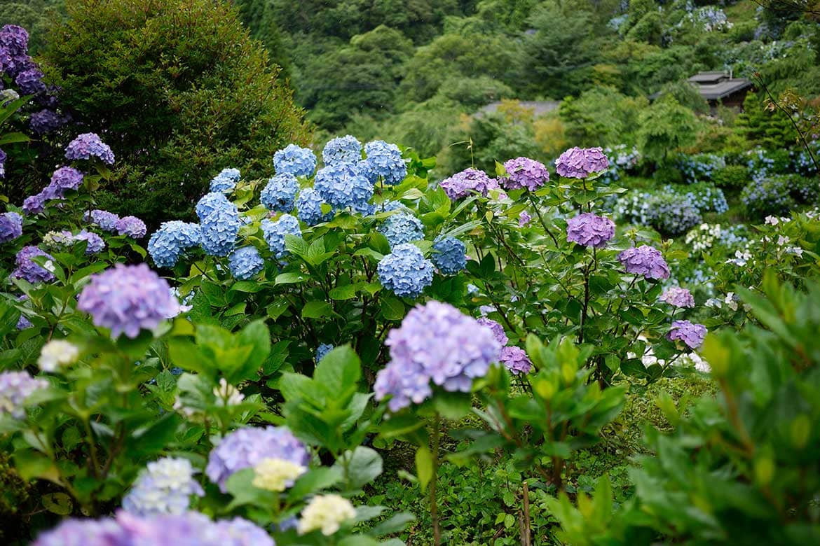 雨の日にこそ出かけたい。山奥にひそむ桃源郷「東雲の里 あじさい園」（鹿児島県出水市）