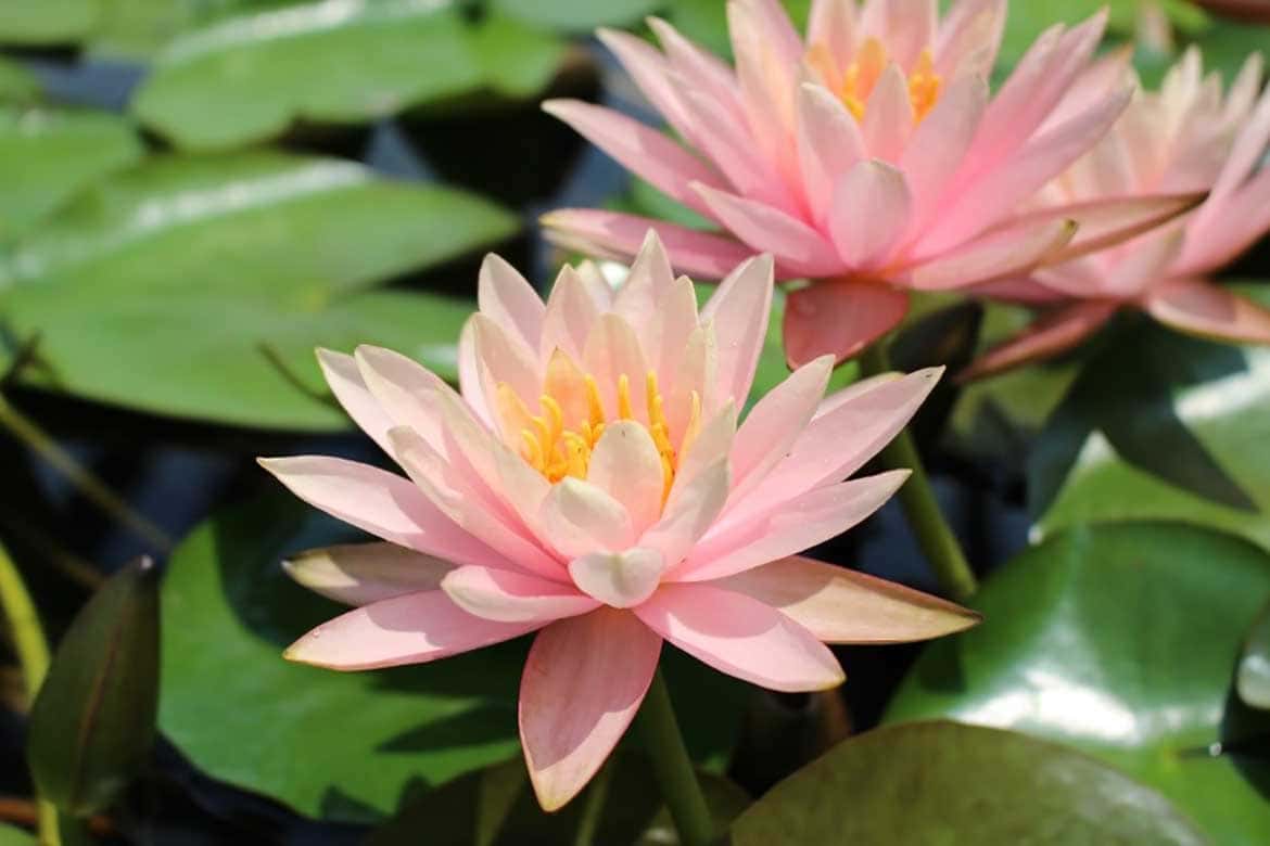 色鮮やかに水面を彩る美しい花が見頃。草津市立水生植物公園みずの森「スイレン展」6/9～28開催