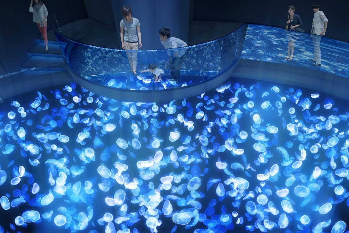 すみだ水族館、日本最大級の長径7m水盤型クラゲ水槽を設置。2つの新エリアを7/16に公開決定