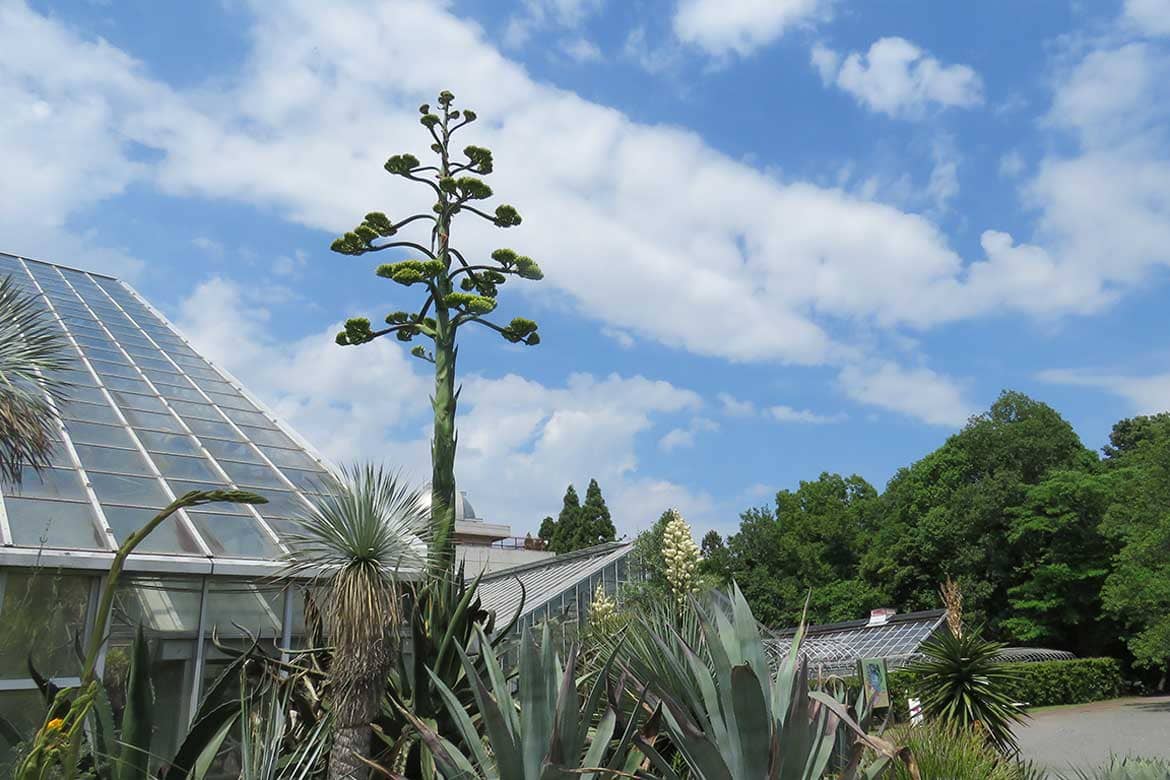 一生に一度しか咲かない、高さ6.65ｍの巨大な草「アガベ・サルミアナ・フェロクス」が筑波実験植物園で開花！