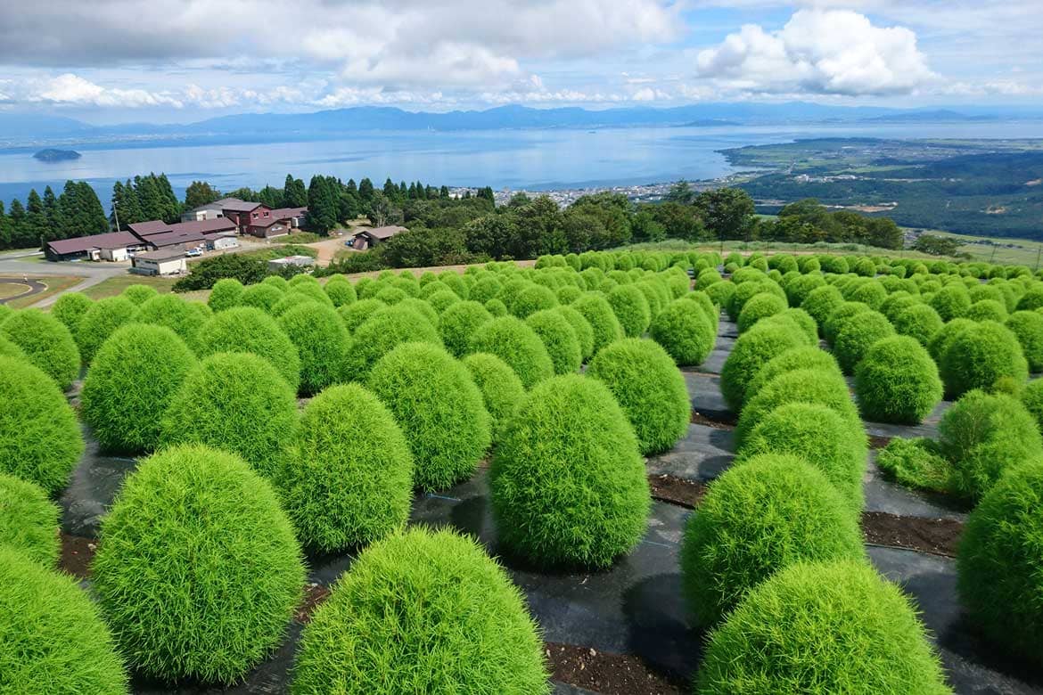 箱館山ゆり園は「びわこ箱館山」へ名称を改め、ペチュニアやコキアの花畑を中心にリニューアルオープン！