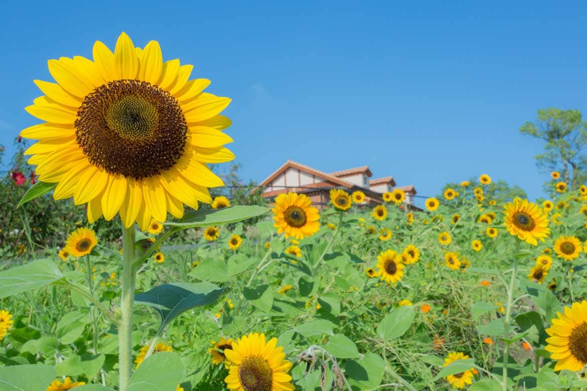 この夏は、堺市ハーベストの丘でひまわりを満喫！「ひまわりフェスタ」8月に開催