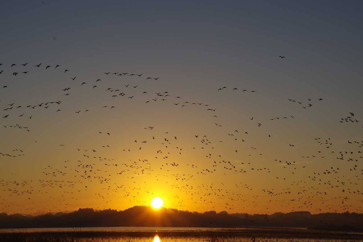 「渡り鳥の聖地」の絶景。数万羽が一斉に飛び立つ瞬間は鳥肌もの