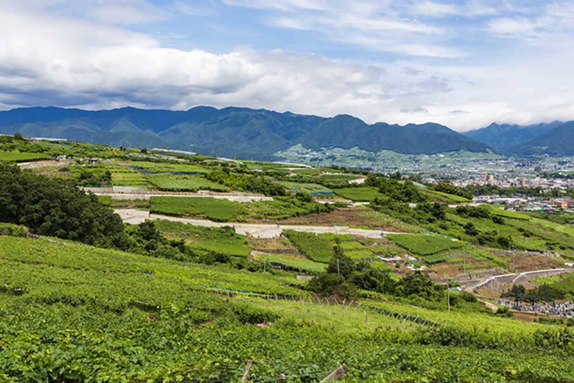 VOL.4 日本ワインの本場 勝沼で創業100年。豊かな香りと味わいが凝縮されたカジュアルワイン