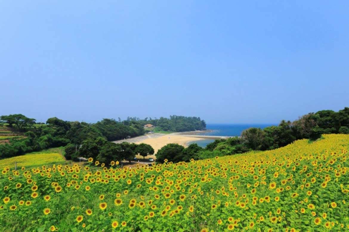 青い海×黄色いひまわりのコントラストは8月下旬が見頃！長崎鼻のひまわり畑「ひまわりフェスタ2020」開催！