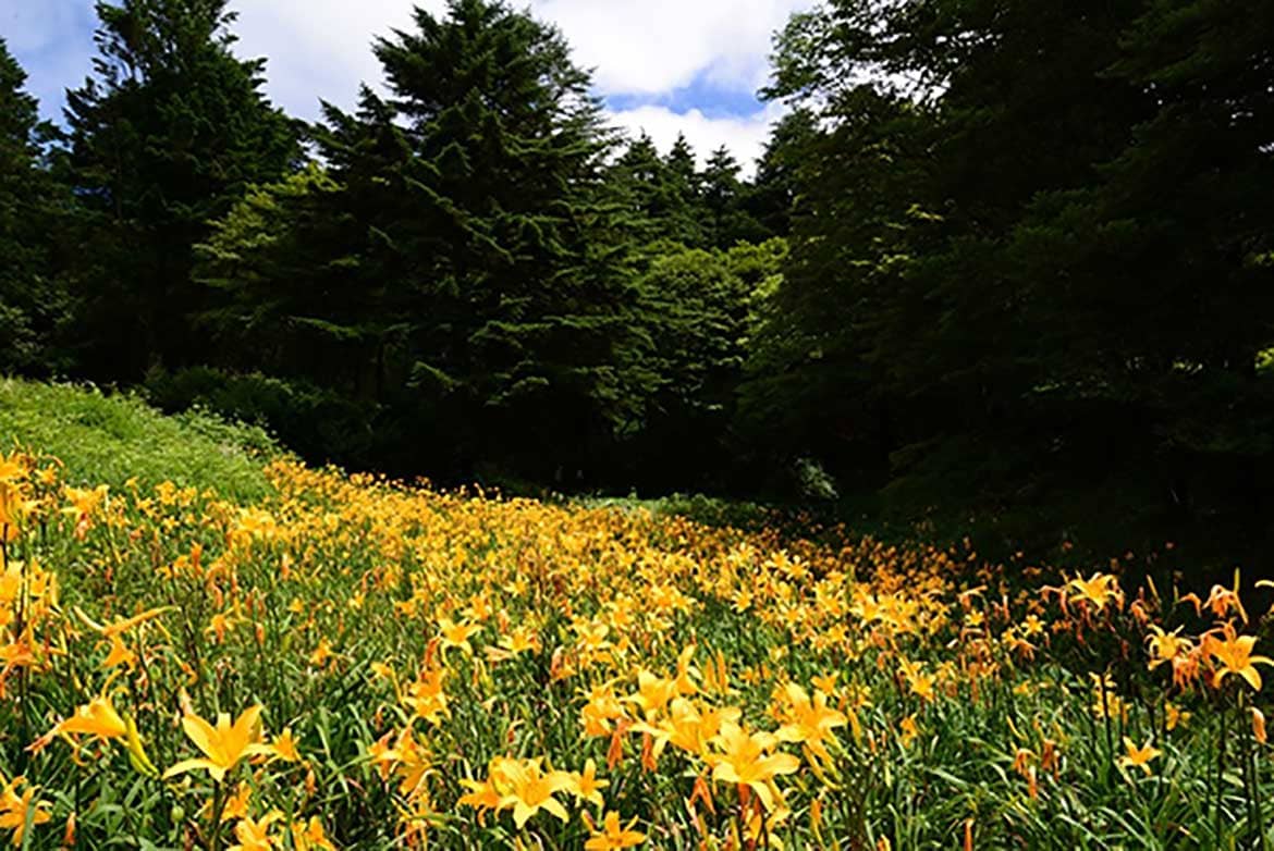 六甲高山植物園、一面に広がる黄色の花畑。約2,000株の「ニッコウキスゲ」が見頃です！