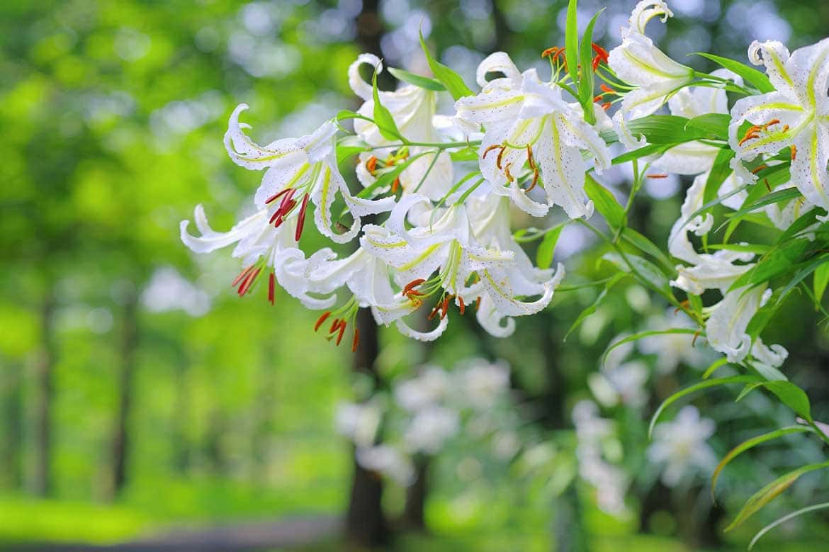 関東最大級の「ヤマユリ」自生地。武蔵丘陵森林公園で開花輪数のピークを迎えます！