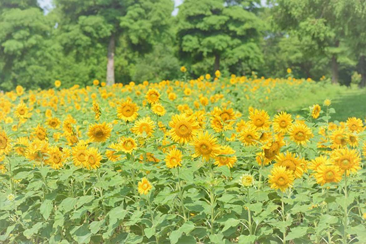 滋賀農業公園ブルーメの丘でひまわりが見ごろに！