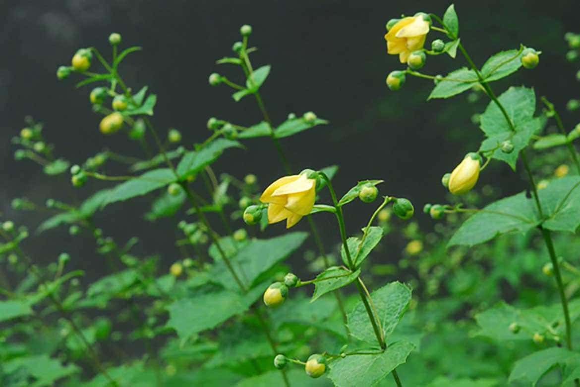 六甲高山植物園、約3,000株日本一の大群落。小説「天涯の花」で知られるキレンゲショウマが見頃