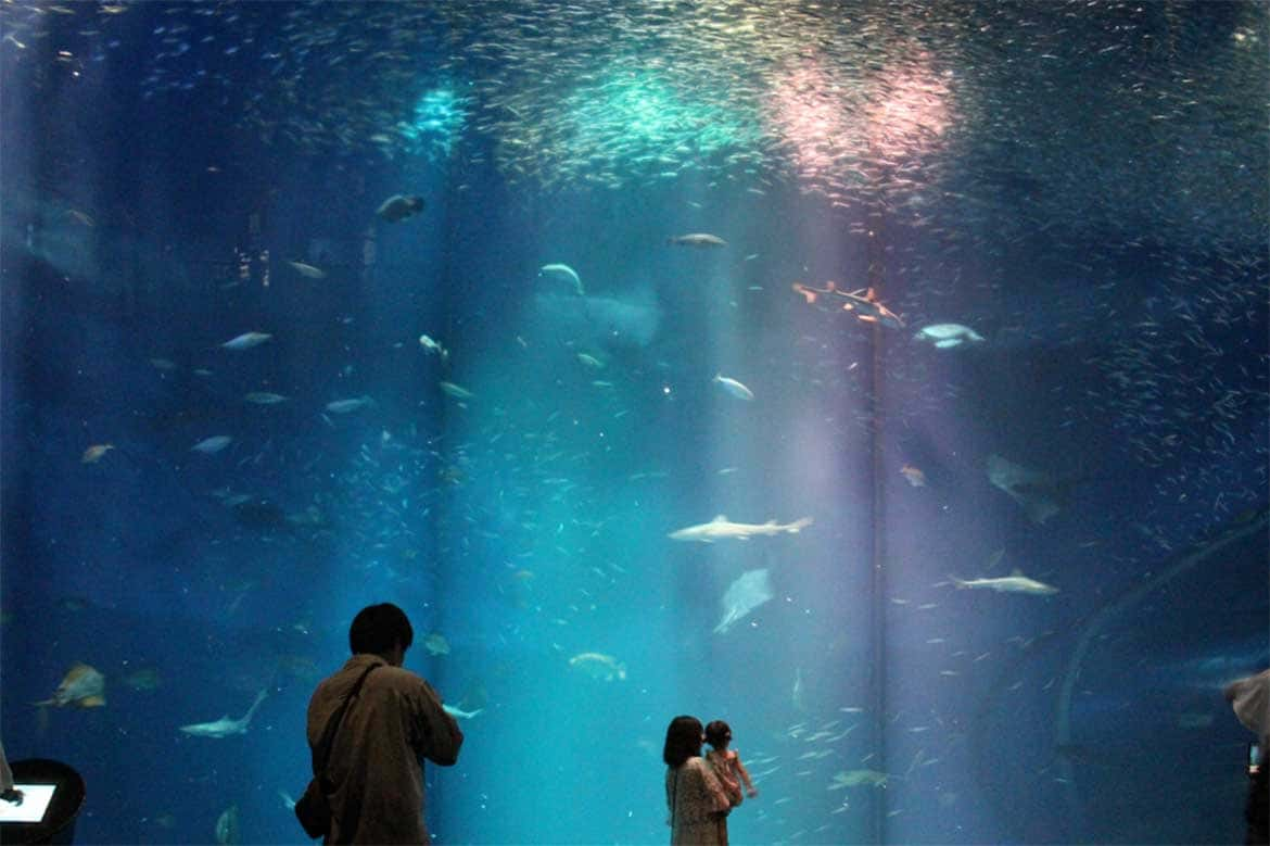 アクアワールド茨城県大洗水族館、3日間限定の特別な夜の水族館。『ナイトアクアワールド』9/19～21開催