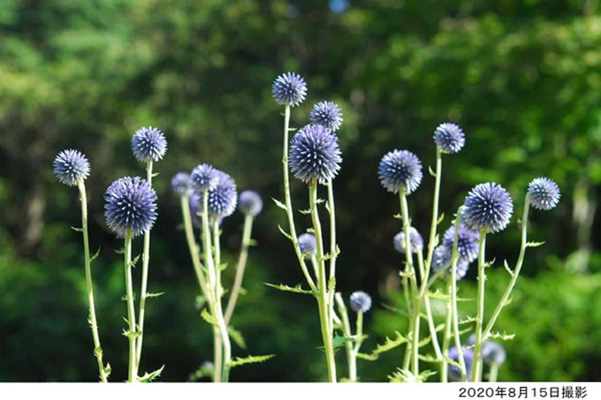 六甲高山植物園、絶滅が危惧される貴重な花 「ヒゴタイ」8月下旬まで見頃！