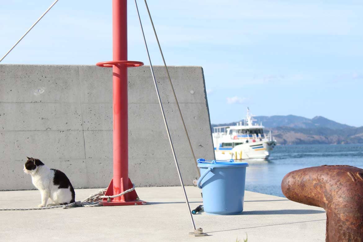 住民より猫の数が多いのどかな島で、癒やしの一日。元祖「猫島」宮城石巻の「田代島」