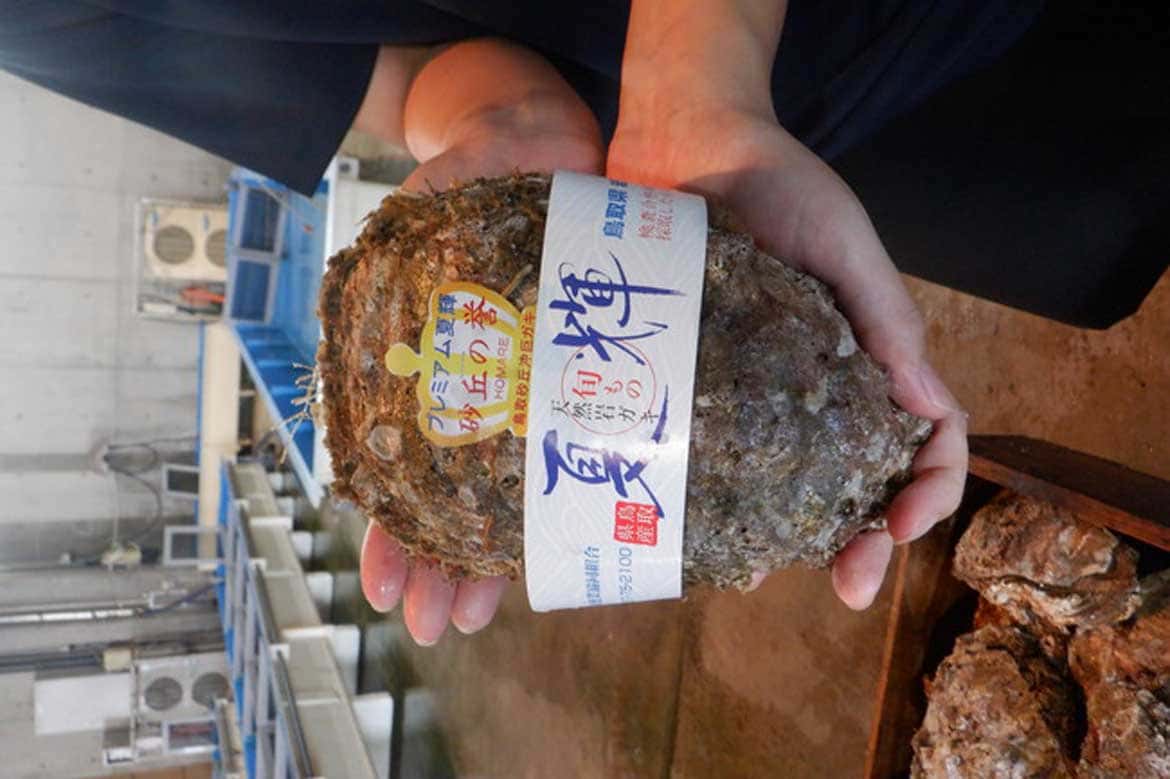 鳥取ブランド牡蠣の“超大型”ニューフェイス！ プレミアム夏輝 “砂丘の誉”販売開始