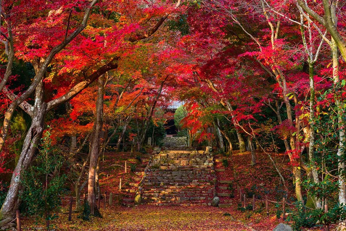 非公開の文化財や紅葉の映える庭園を期間限定公開！2020年「京都 秋の特別公開」11月より開催　