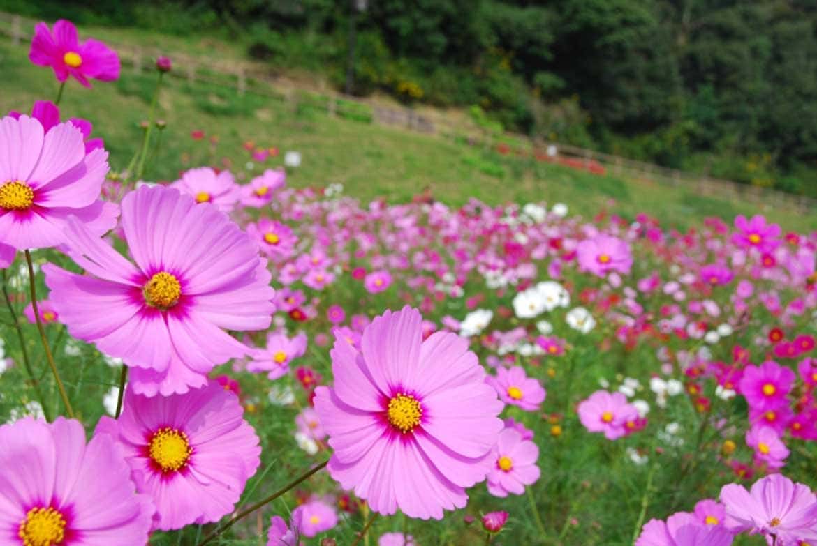横須賀市くりはま花の国、三浦半島内でも最大級のコスモス花畑！約100万本の開花リレー「コスモス園オープン」開催