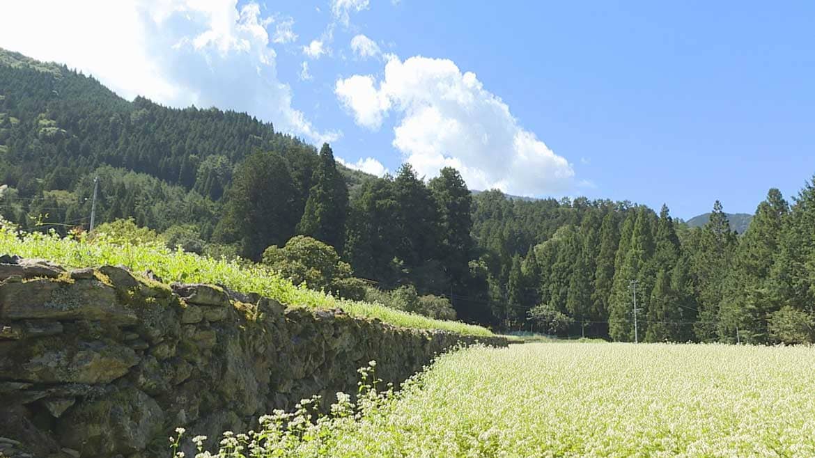 まるで桃源郷。徳島県三好市東祖谷の「そばの花」が見頃です。