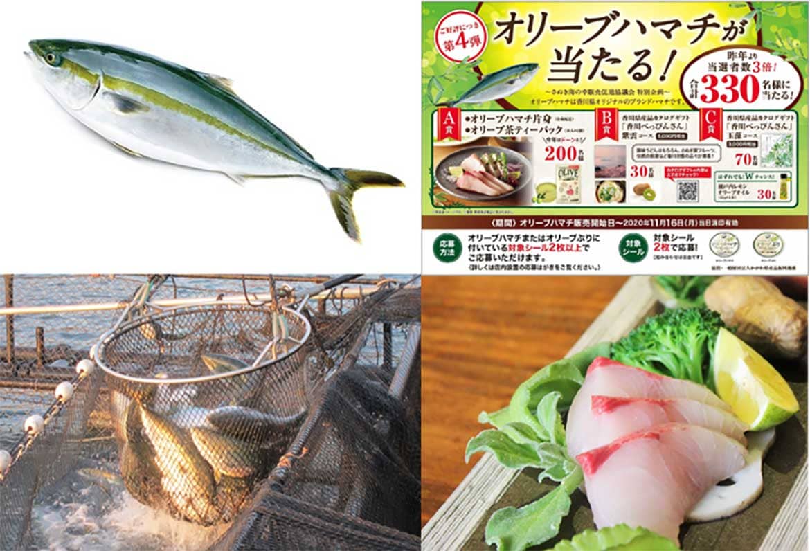 香川県ブランド魚『オリーブハマチ』今年も9/11から解禁！「オリーブハマチがあたる！プレゼントキャンペーン」も実施
