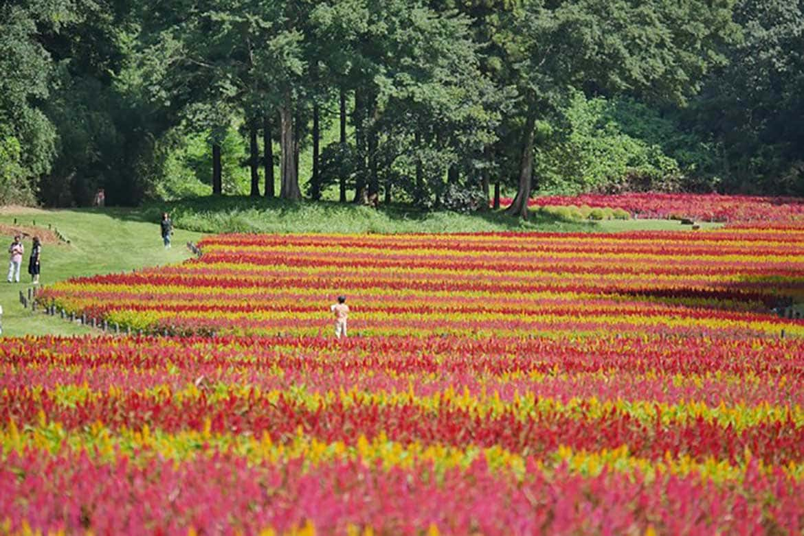 約50万本の「羽毛ゲイトウ」の花畑が見頃！埼玉県、国営武蔵丘陵森林公園