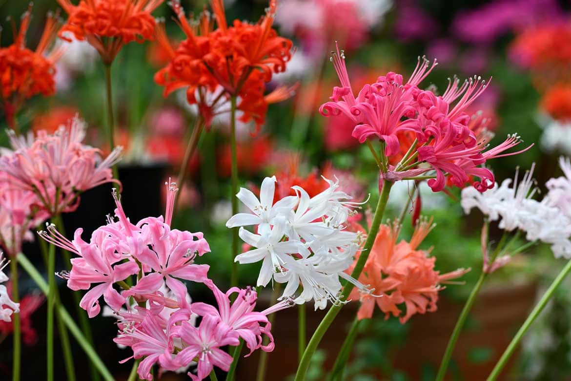 晩秋に輝く花の宝石「ダイヤモンドリリー展」静岡県掛川市、加茂荘花鳥園にて開催