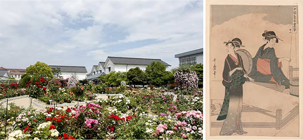 グンゼ博物苑、喜多川歌麿などの錦絵を10/31から期間限定展示。綾部バラ園では「開園10周年秋のバラまつり」開催中