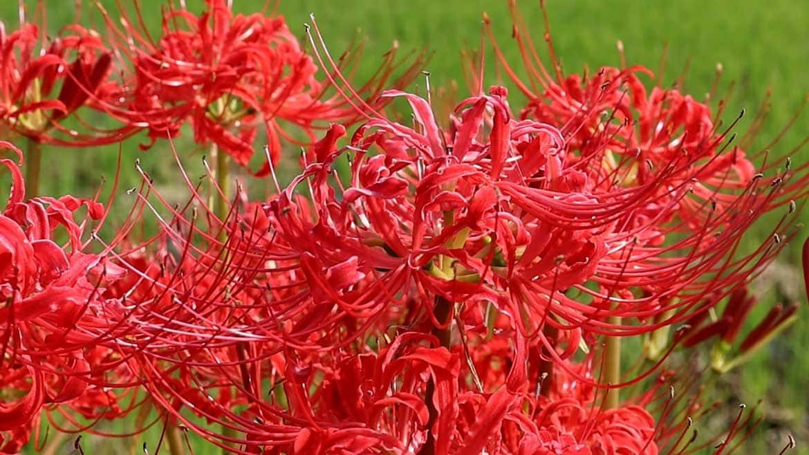 佐賀のへそ・江北町花祭地区の彼岸花の動画公開！20万本の彼岸花が咲き乱れる