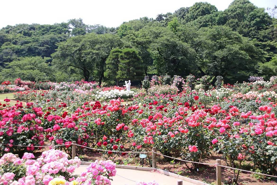 「東洋一のばら苑」と称された”秘密の花園“生田緑地ばら苑、10/15から秋の一般公開開始