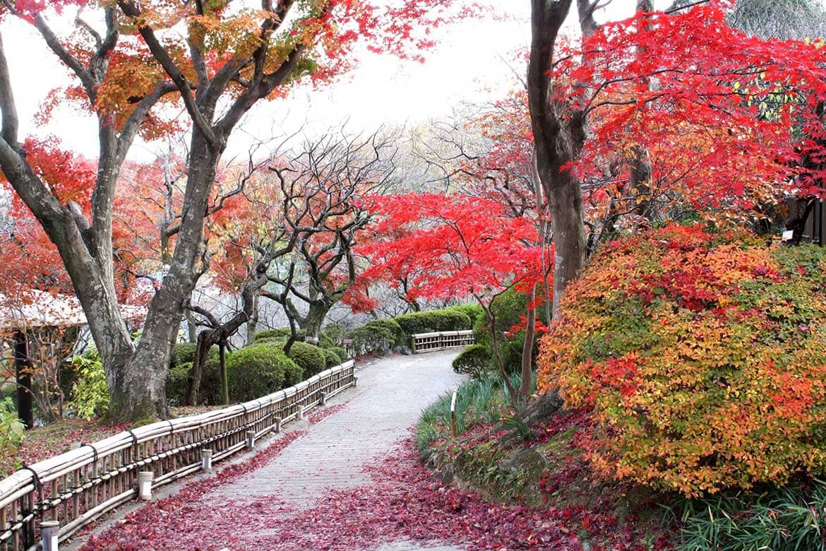 東京日野市、京王百草園（もぐさえん）で恒例の「紅葉(もみじ)まつり」11/14〜29開催