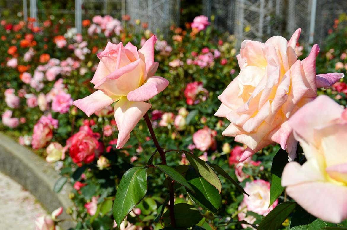 小田原フラワーガーデン、芳醇な香りの「秋バラ」約150品種・350株が開花中。見頃は10月下旬～11月中旬