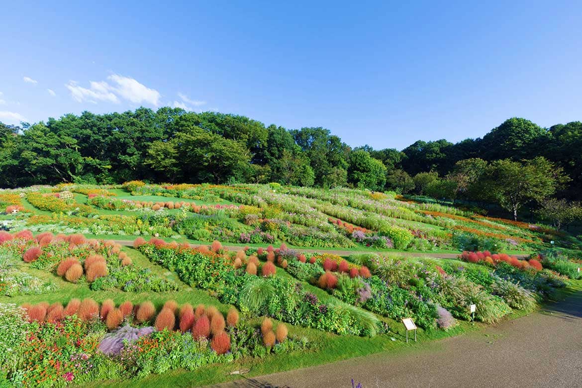 秋の里山ガーデンフェスタ2020「横浜の花で彩る大花壇」が見頃を迎えています！