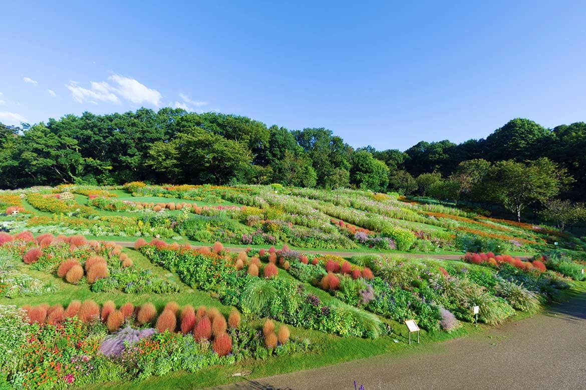 秋の里山ガーデンフェスタ 横浜の花で彩る大花壇 が見頃を迎えています Drive Nippon 国内観光情報ウェブマガジン