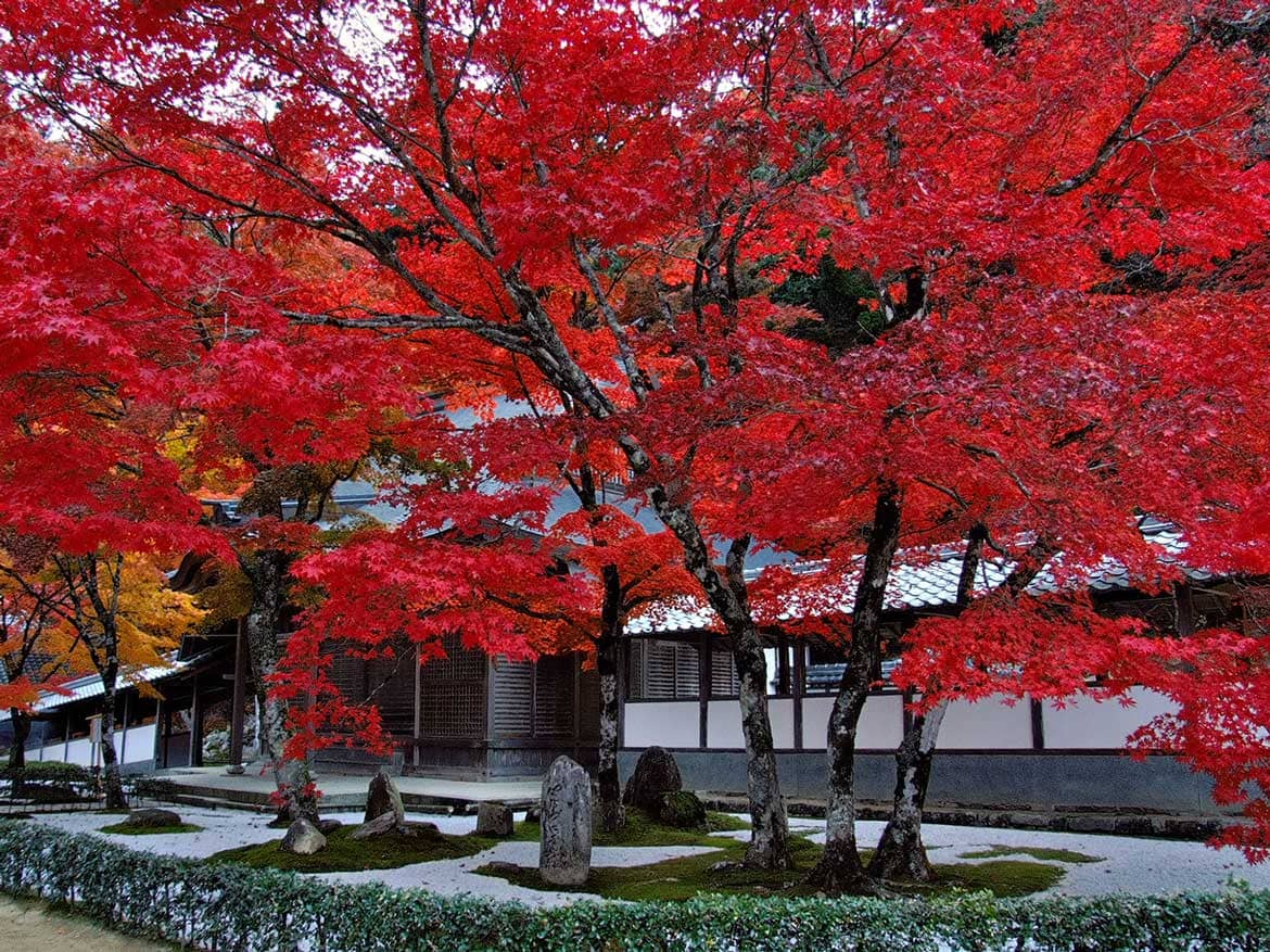 境内一帯を約3,000本の紅葉が覆い尽くす、関西屈指の紅葉名所「永源寺」