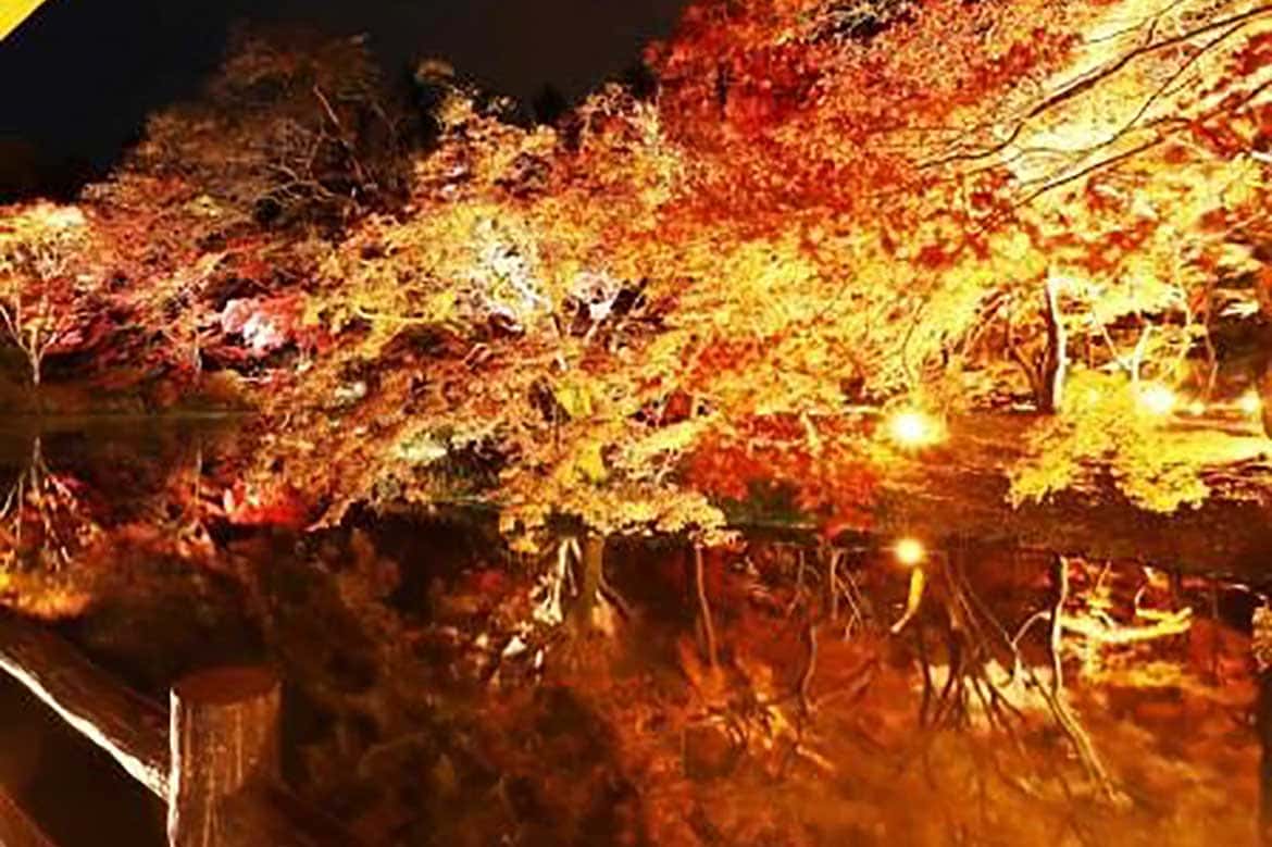 幻想的な光の世界を楽しむ！京都府立植物園「世界の紅葉ライトアップ」11/14～29開催