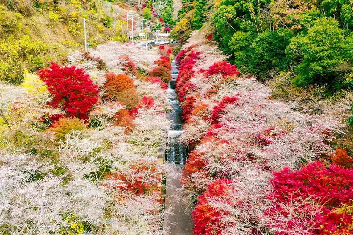 愛知県豊田市2大紅葉スポット、香嵐渓・小原四季桜の今年の楽しみ方を紹介！