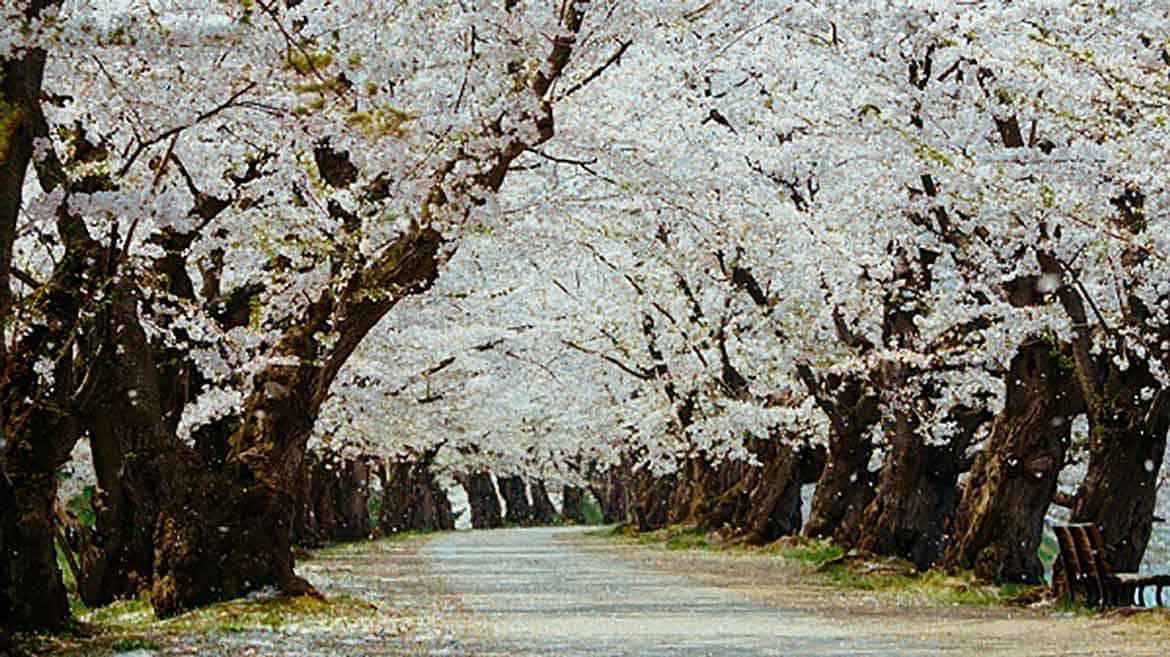 弘前さくらまつりPR動画『101回目への弘前公園の桜 (2020)』、「第2回ふるさと動画大賞」を受賞！