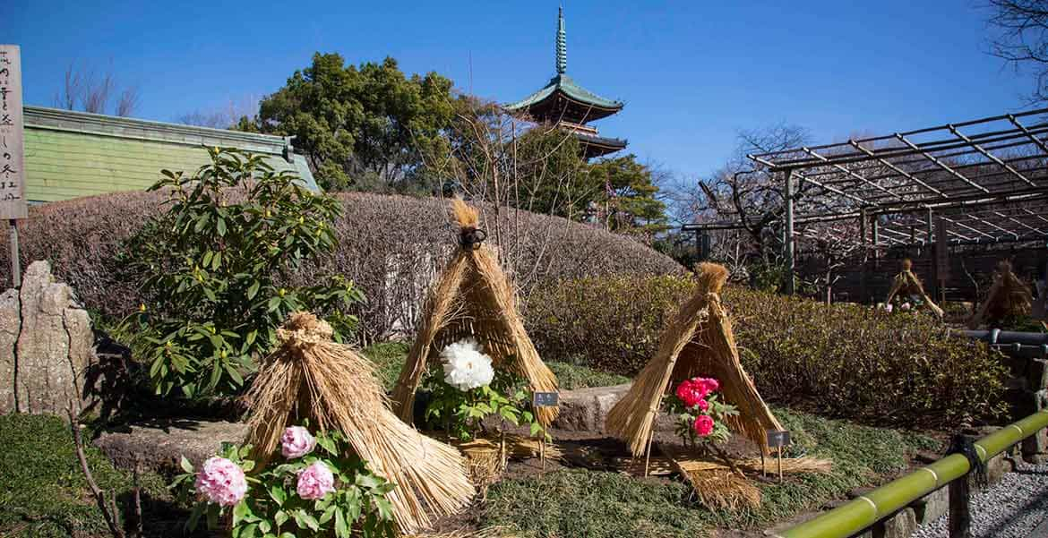 “わらぼっち”で寒さをしのぐ冬ぼたんと寒ぼたん。「第三十九回 上野東照宮 冬ぼたん」1/1〜2/23開催