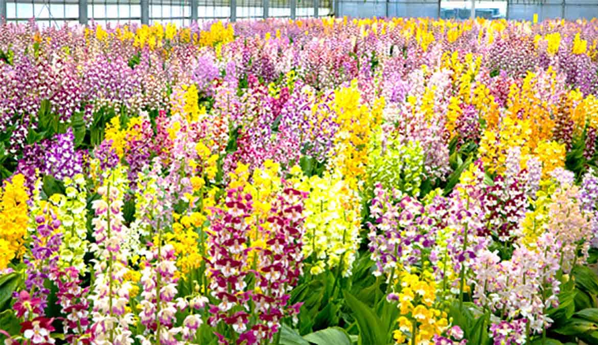 国際的な蘭の祭典「世界らん展2021-花と緑の祭典-」3/25～31開催！
