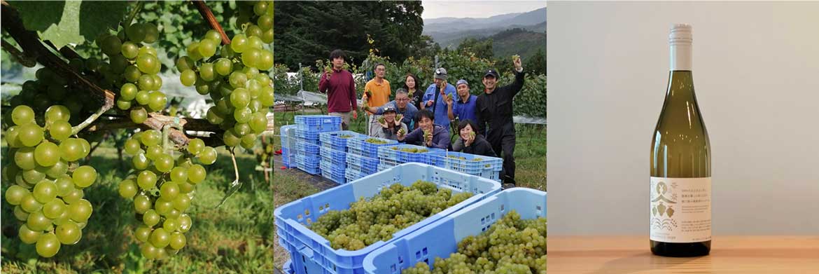 南三陸町の新たな産業を目指し2017年に植樹、南三陸産ぶどう使用のワイン初商品化