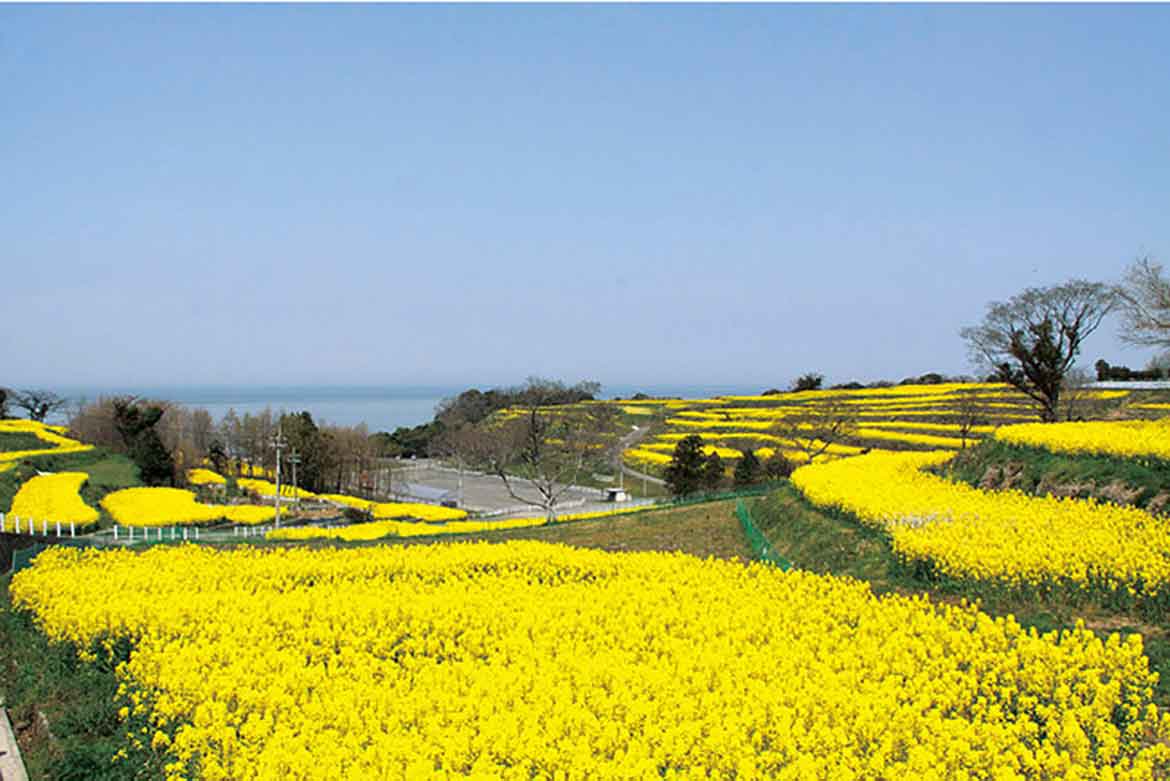 九州最大級の菜の花畑！「長崎鼻 菜の花フェスタ2021」3/19より大分県にて開催！