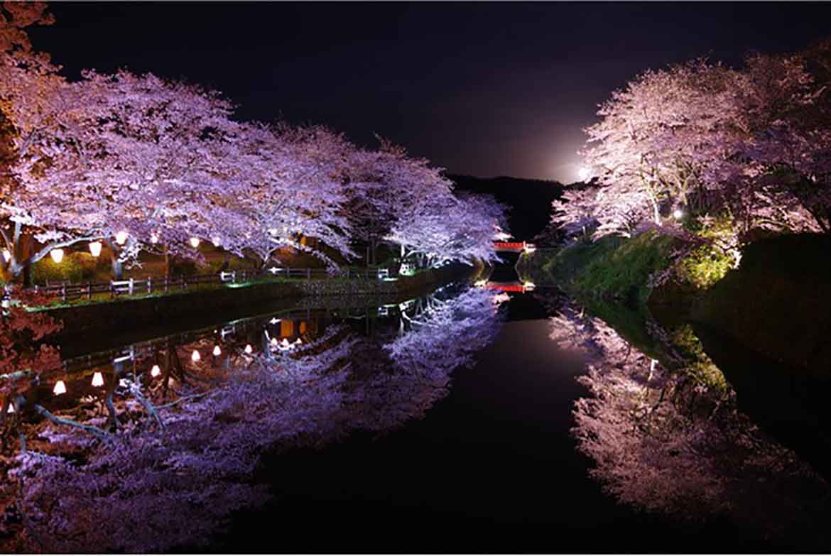 列車や大山とのコラボ！幻想的な夜桜も！鳥取県のおすすめお花見スポット