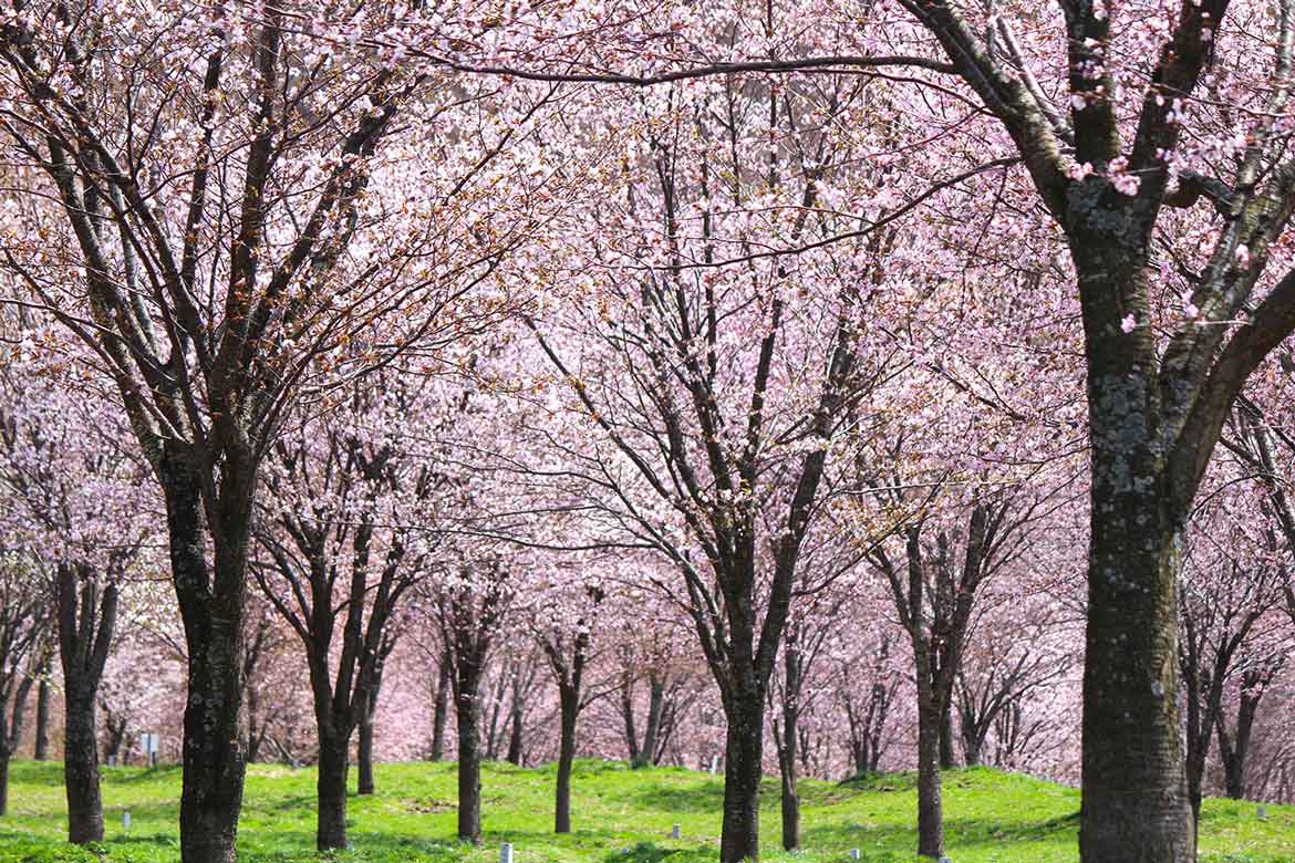 福島県猪苗代・裏磐梯エリアの桜を巡り、高原の遅い春を満喫