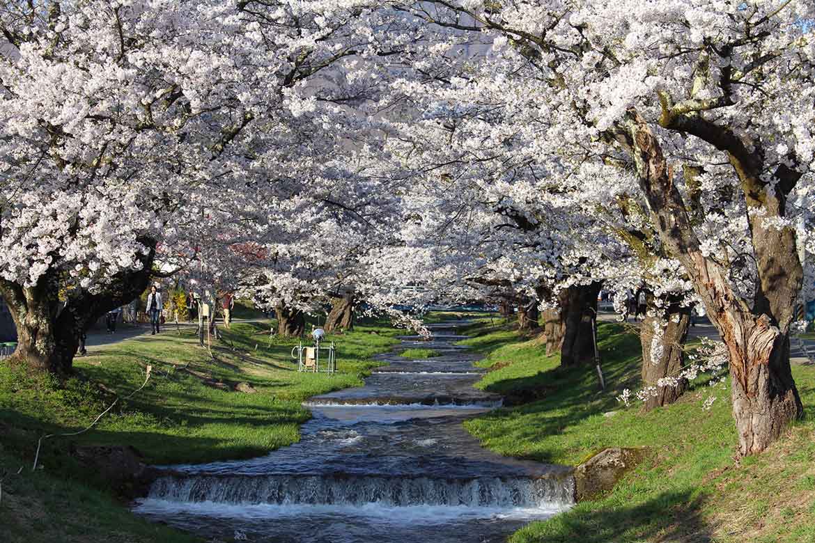 のどかな緑の土手と清流に桜が映える「観音寺川の桜並木」