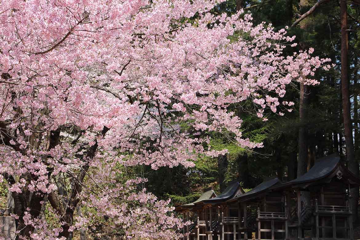 愛らしいタカトオコヒガンザクラが咲き誇る「土津（はにつ）神社」